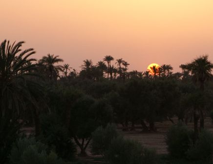 Coucher de soleil sur la palmeraie